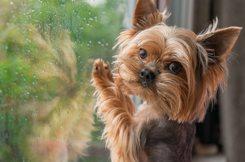 The dog looks out the window, the rain outside the window, the Y