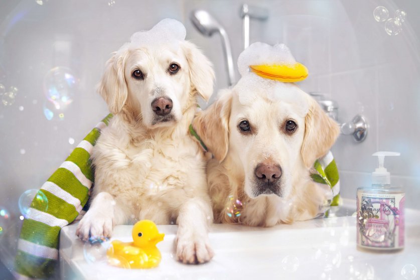 Zwei Hunde in der Badewanne mit Ente und Schaum auf dem Kopf