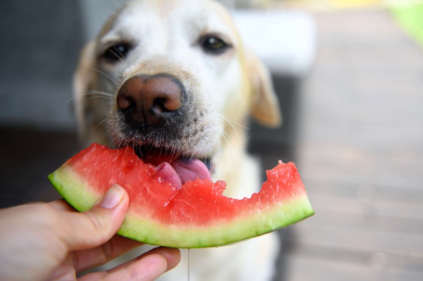 Labrador retriever eats with an appetite watermelon from hands. Selective focus.