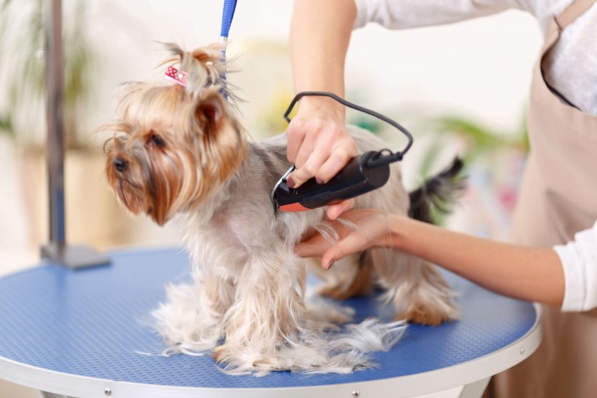 Yorkshire terrier is being trimmed