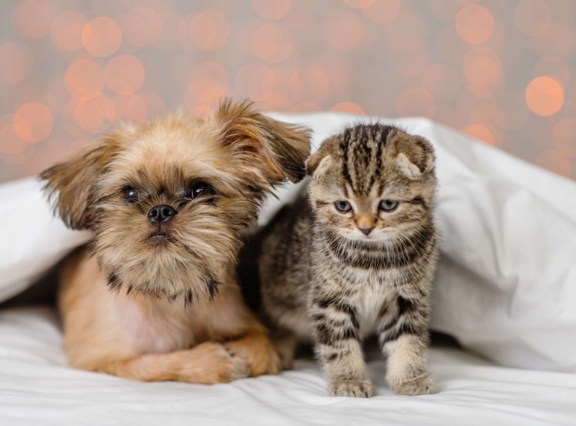 A small kitten and a puppy lying next to each other under a white blanket on a bed at home against the backdrop of lanterns. British kitten and Brussels Griffon puppy