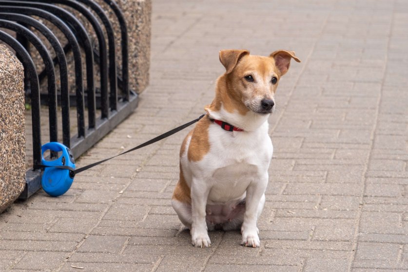 The owner abandoned the dog. A tethered dog peers intently at every passer-by. The dog is shivering from the cold, faithfully waiting