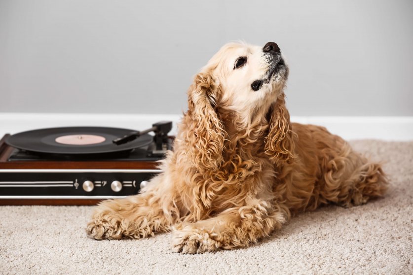 Cute funny dog lying on carpet near record player with vinyl dis