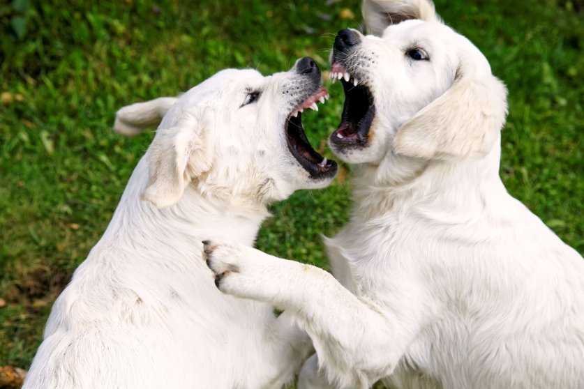 White Golden Retriever young dogs playing biting outside. Puppie