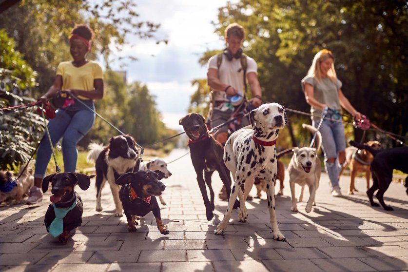 Close up of a group of dogs in the park led by dog walkers. Pets