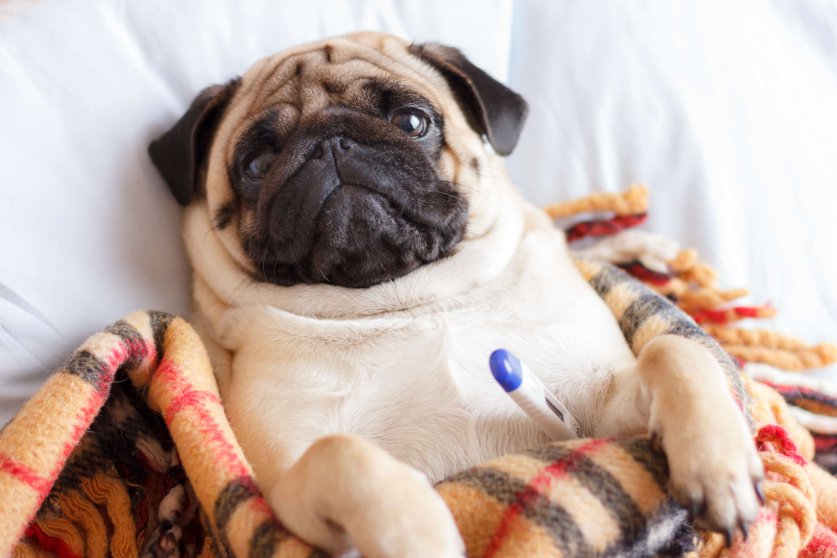 Sad dog pug in checkered blanket is sick and lies with a thermometer