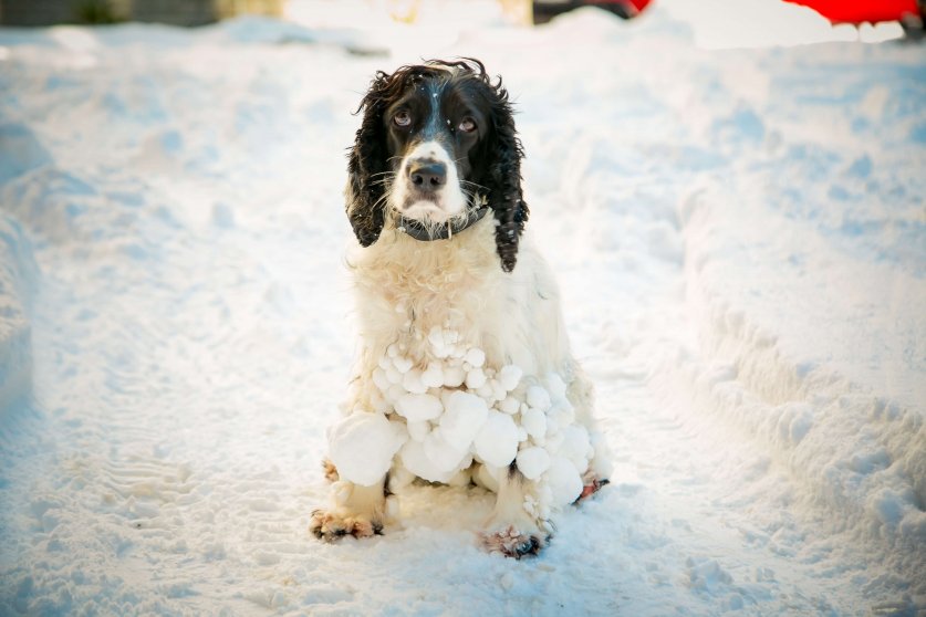 dog ,hunting breed ,playing in the street,the white snow in the