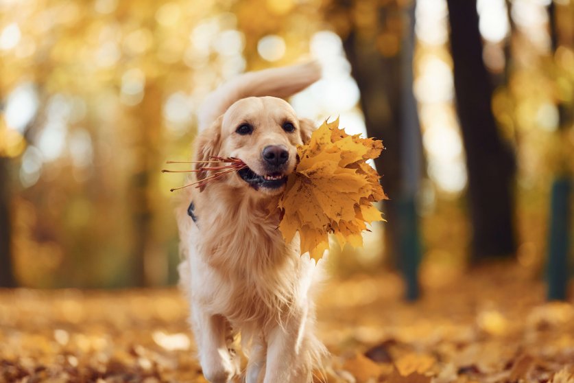 Beautiful portrait. Cute dog is outdoors in the autumn forest at daytime