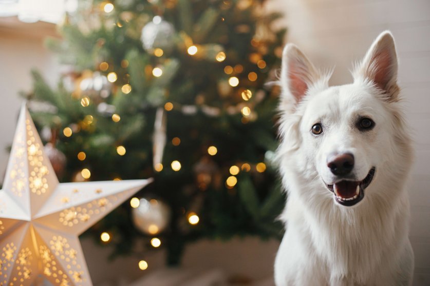 Merry Christmas! Cute happy dog sitting on background of stylish