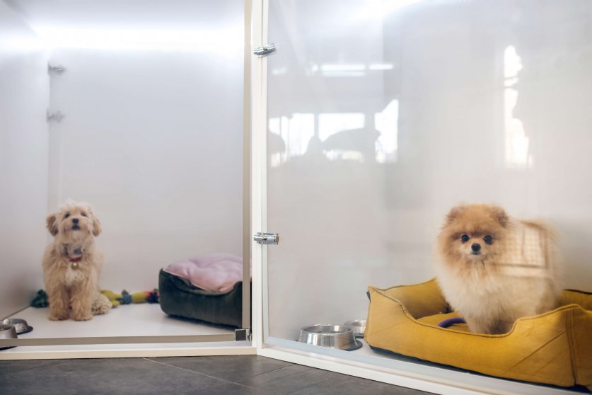 Cute fluffy dog in a pets hotel waiting for the owner