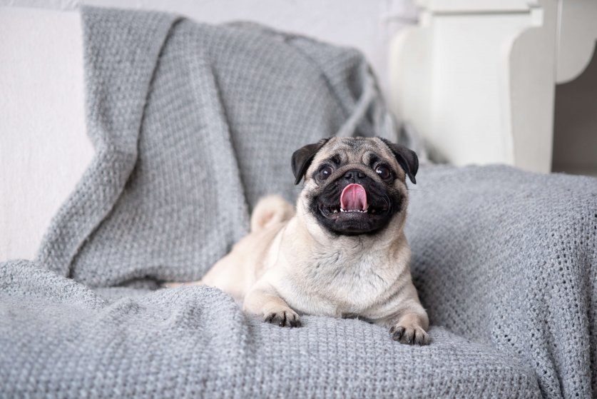 Puppy breed pug lying on the couch.