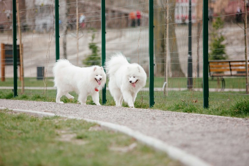 Samoyed dog running and playing in the park. Big white fluffy do