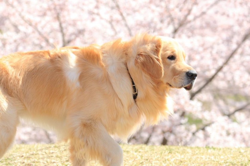 憧れの犬種だけれどお世話が大変？大型犬の飼い主さんにアンケート調査 ...