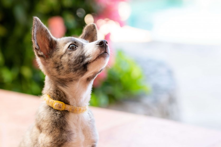 大きな耳の茶色い子犬をクローズアップ