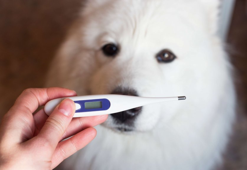 A thermometer for measuring the temperature of a dog. Thermometer in hand