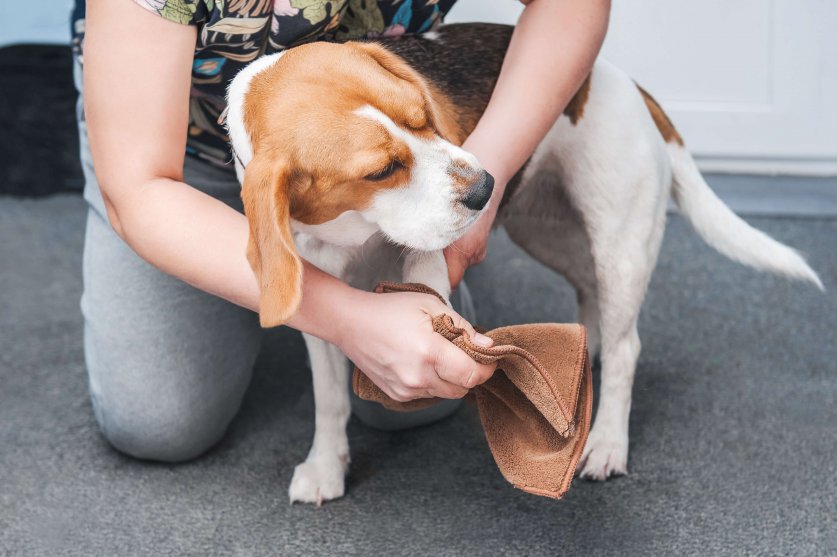 the owner of the dog washes her dirty paws after walking in a sp