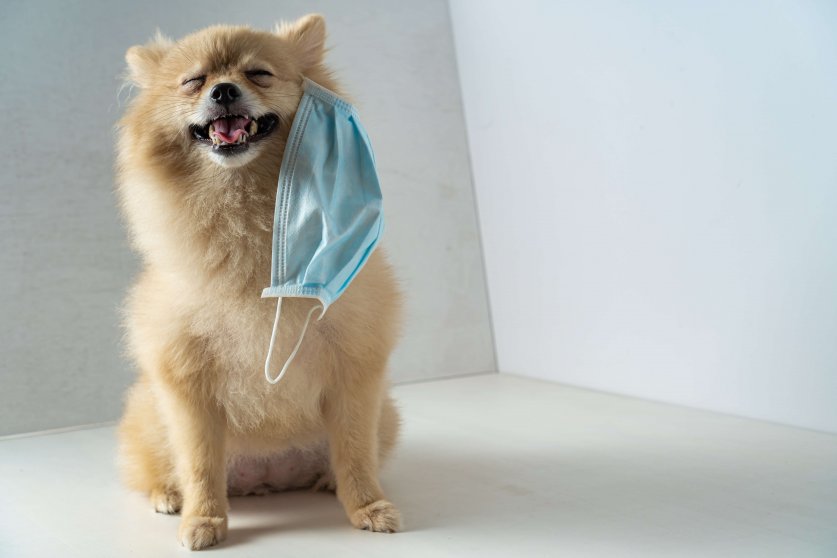Dog wearing air pollution mask for protect dust PM2.5,Pomeranian