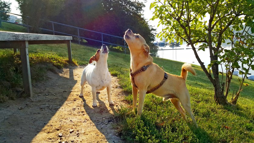 Hundefreunde begrüßen sich herzlich