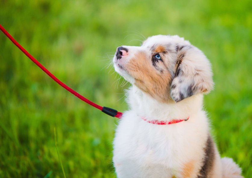 Young and beautiful merle australian shepherd puppy during a pup