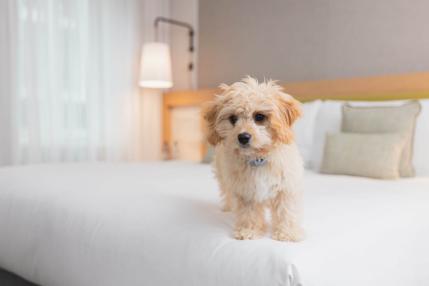 Friendly dog is playing on the bed in hotel room