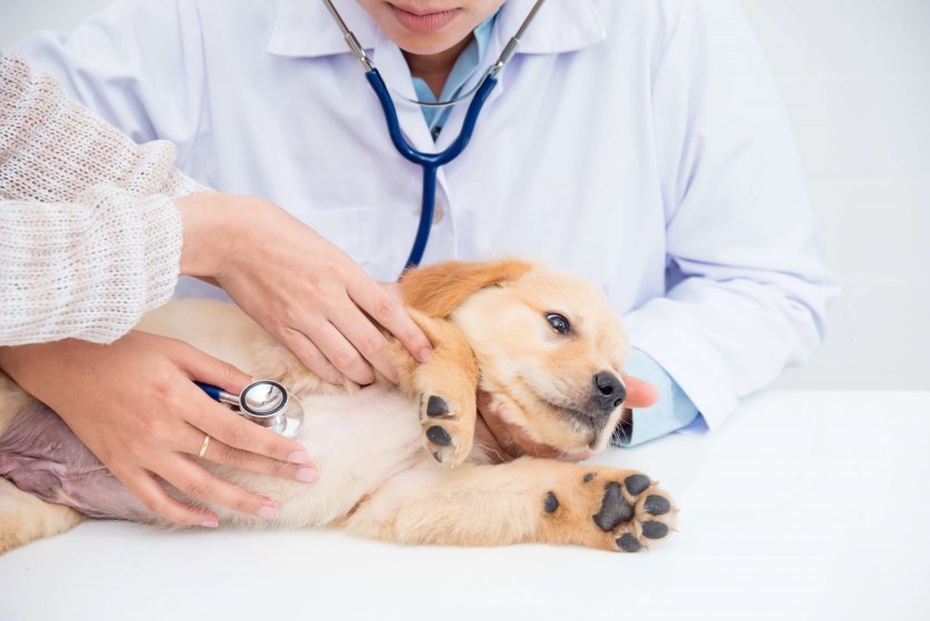 Closeup shot of veterinarian hands checking dog by stethoscope i