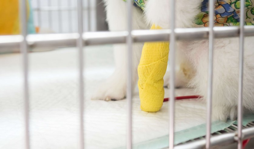 Close up broken leg a sick dog with colourful bandage lying inside the cage at animal shelter Image
