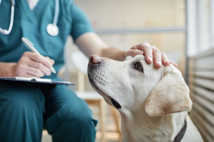 Veterinarian Stroking Dog Close Up