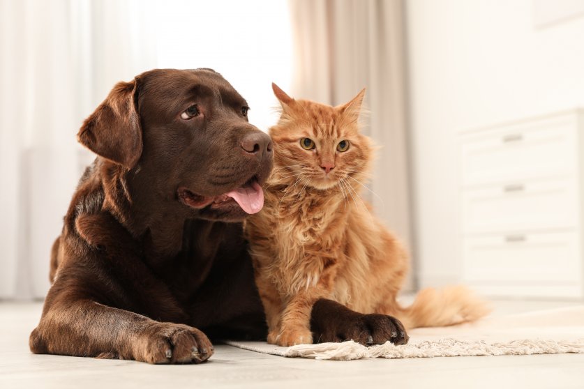 Cat and dog together on floor indoors. Fluffy friends