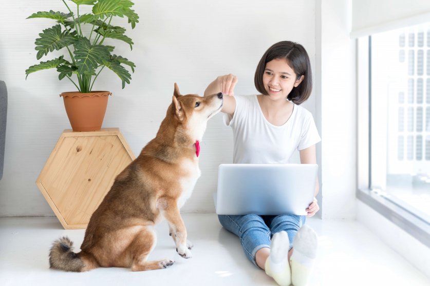Asian woman working at home form work on the window with a Shiba
