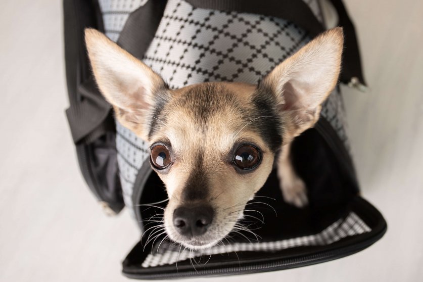 safe transportation of animals, a small dog sits in a bag before boarding the plane