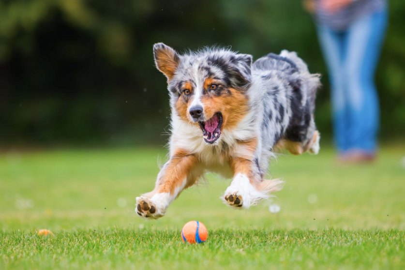Australian Shepherd dog jumping for a ball
