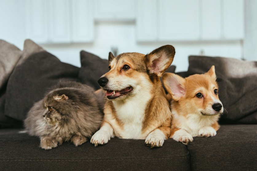 close up view of adorable welsh corgi dogs and british longhair cat on sofa at home