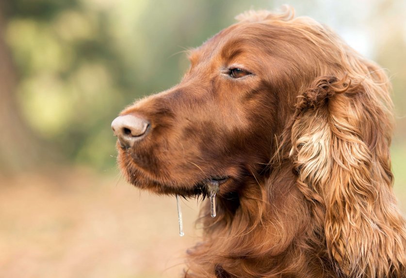 Drooling sleepy dog