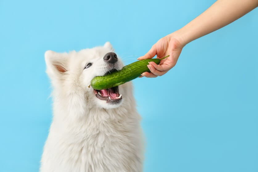cucumber＆dog1_min