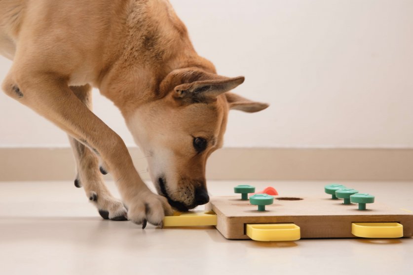 Smart dog is looking for delicious dried treats in intellectual game and eating them, close up. Intellectual game for dogs. and training of nose work with pet. brain game training for dogs