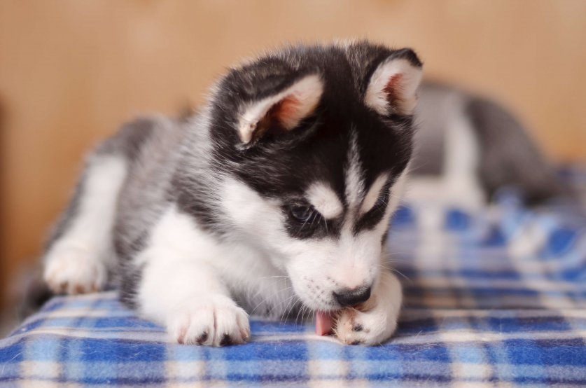 Small blackand white husky puppy licking paw