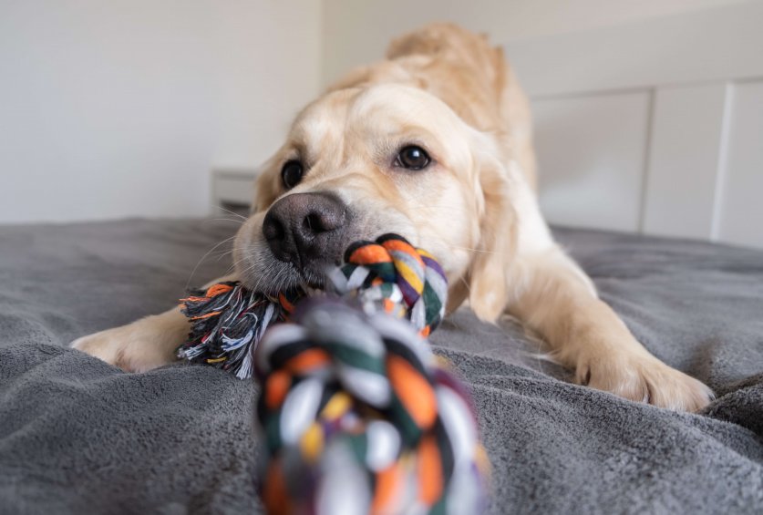 Cheerful golden retriever with a colored rope toy in his teeth. The big dog plays at home with the owner. Pet grooming and animal concept