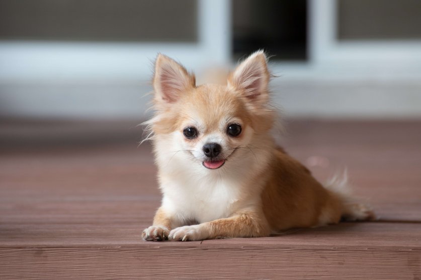 browm chihuahua sitting on floor. small dog in asian house.