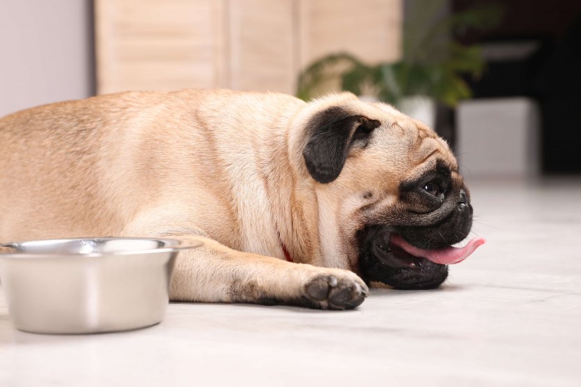 Cute pug dog suffering from heat stroke near bowl of water on fl