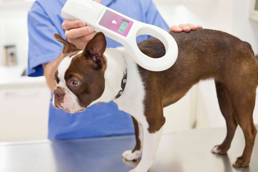 Veterinarian examining dog in vet's surgery