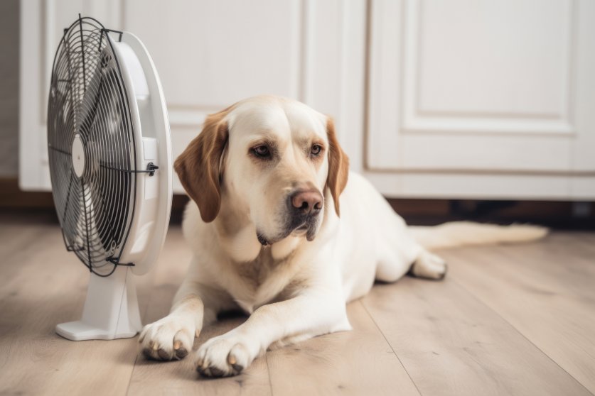 Domestic dog seeks relief from hot summer heat