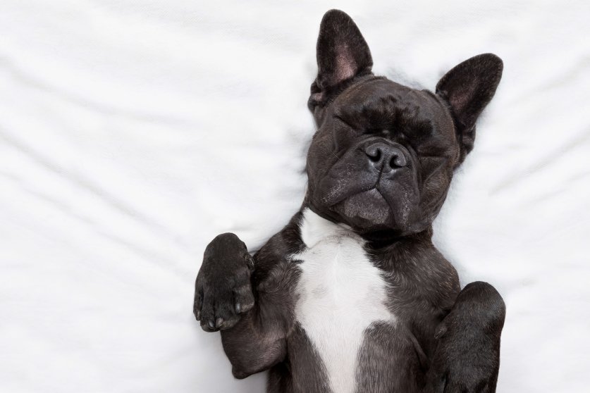 dog sleeping  in bed