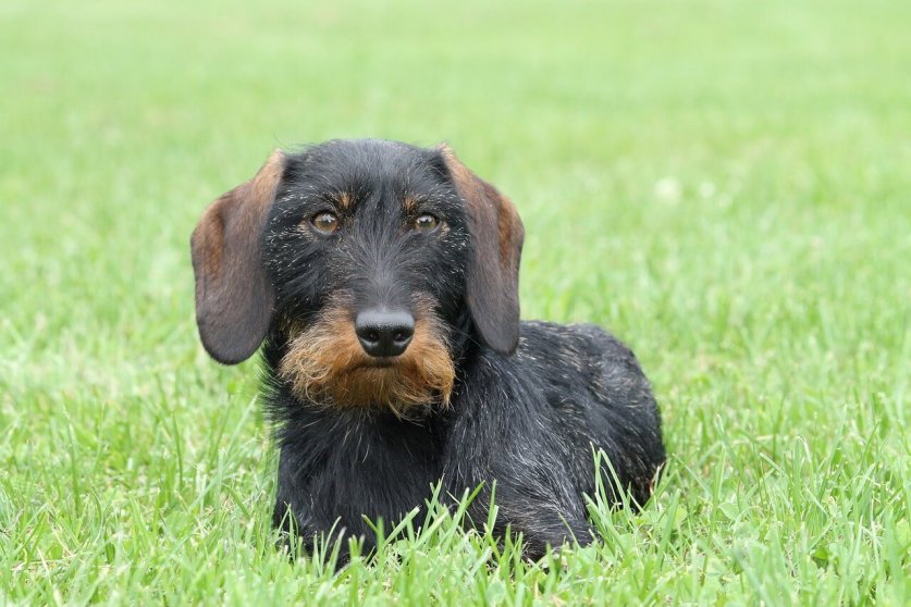 dachshund02