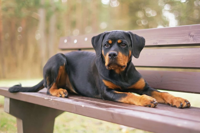Adorable black and tan Rottweiler puppy posing outdoors lying down on a brown wooden bench