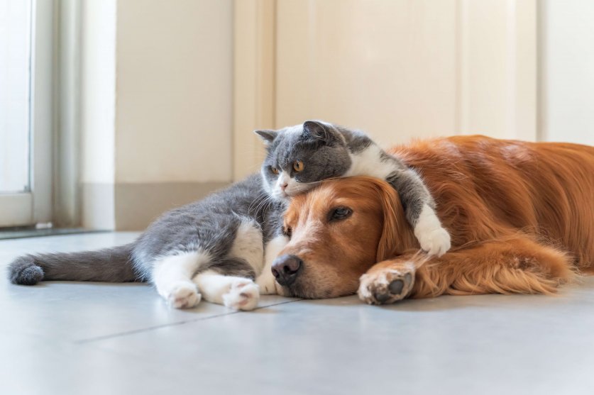 Golden Retriever and British Shorthair are friendly