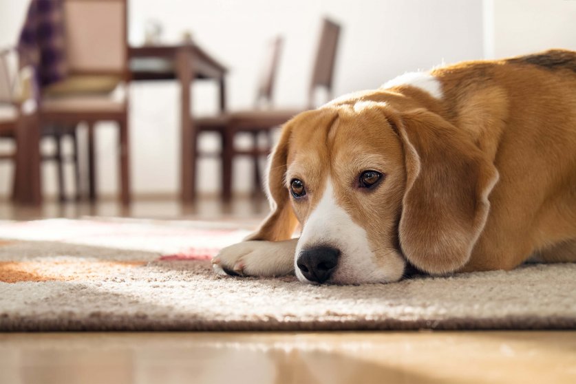 Beagle dog lying on carpet in cozy home