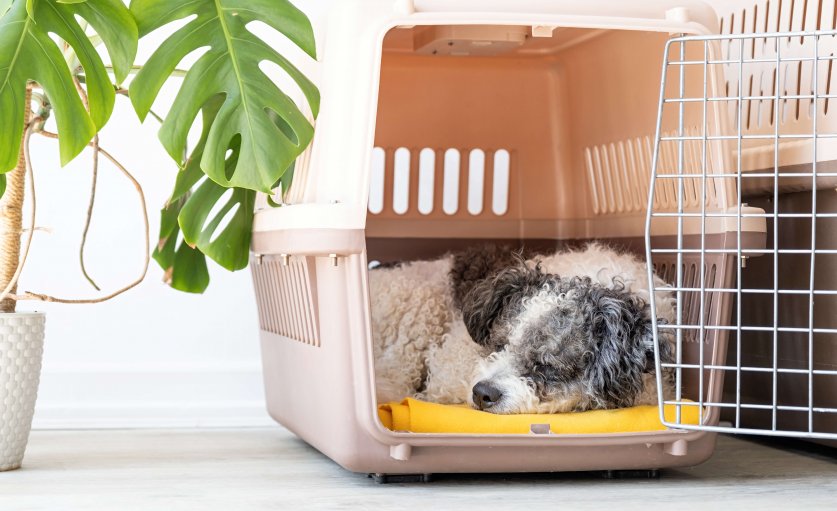 Cute bichon frise dog lying in travel pet carrier, white wall background