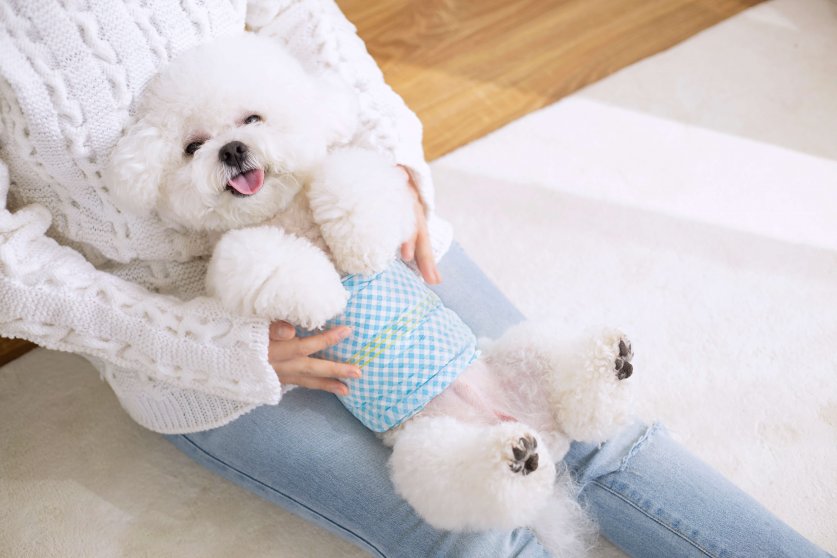 A white teddy dog in a diaper, pet diapers