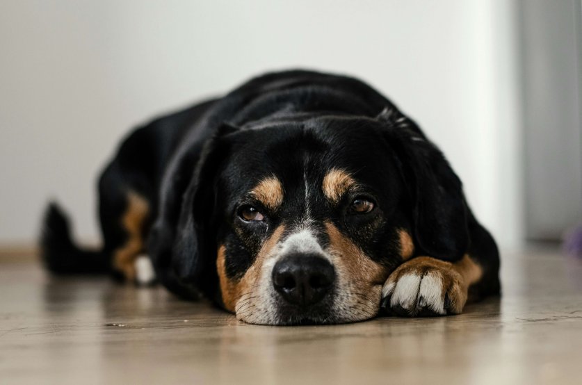 dominik-qn-TULqBUELe9c-unsplash (2)