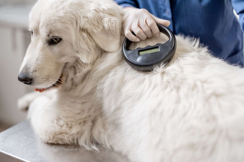 Veterinarian checking microchip implant under sheepdog dog skin in vet clinic with scanner device. Registration and indentification of pets. Animal id passport.